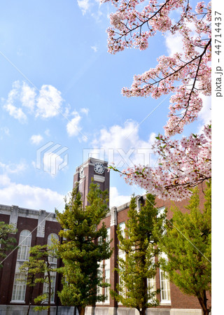 サクラサク京大　京都大学　京都大学百周年時計台記念館　京大吉田キャンパス 44714437