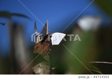ウラギンシジミ 44714503