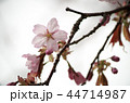 北海道の桜と葉 44714987
