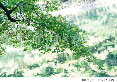 紅葉にむけて/Autumn Leaves_3 紅葉にむけて/Autumn Leaves_3 44715339