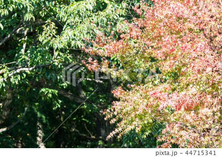 紅葉にむけて/Autumn Leaves_5 44715341