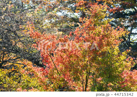紅葉にむけて/Autumn Leaves_6 紅葉にむけて/Autumn Leaves_6 44715342