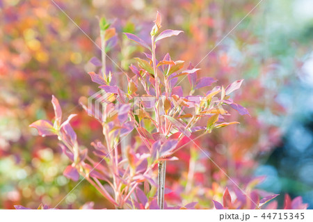 紅葉にむけて/Autumn Leaves_10 紅葉にむけて/Autumn Leaves_10 44715345