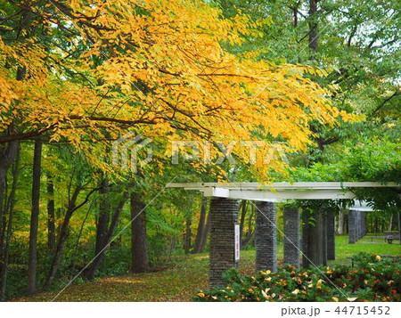 富良野 鳥沼公園の秋風景 富良野 鳥沼公園の秋風景 44715452