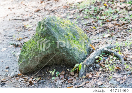 苔の生えた石/Moss and A Stone 44715460