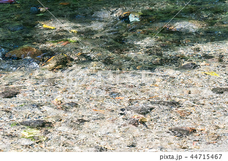 綺麗な透き通った川/Clear Water River_2 綺麗な透き通った川/Clear Water River_2 44715467