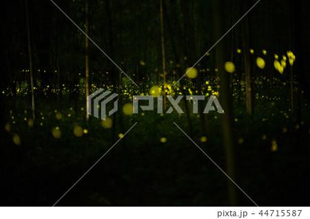 hime hotaru  44715587