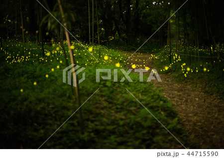 hime hotaru hime hotaru 44715590