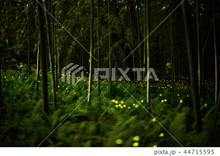 hime hotaru  44715595