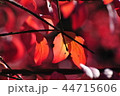 紅葉 44715606