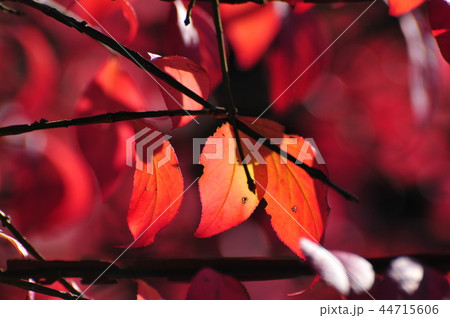 紅葉 紅葉 44715606