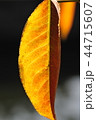 紅葉 44715607