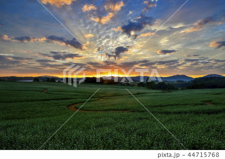 ソバ畑 学園の農場 高敞郡 44715768