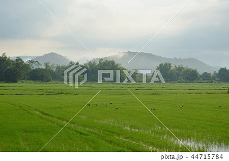 egret bird hunting for shellfish on paddy field egret bird hunting for shellfish on paddy field 44715784