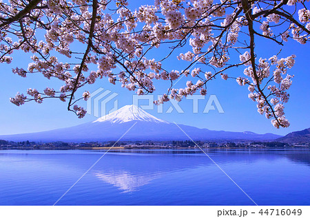 河口湖北岸から見る満開の桜と富士山 河口湖北岸から見る満開の桜と富士山 44716049