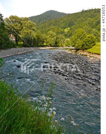 beautiful and gentle daisies growing on the shore 44716053