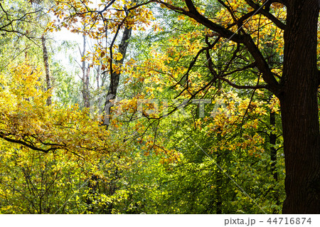 oak tree in dense forest in sunny october day oak tree in dense forest in sunny october day 44716874
