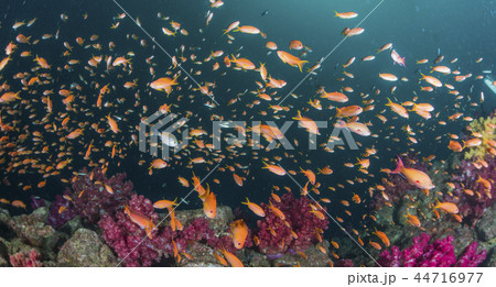 キンギョハナダイ 44716977