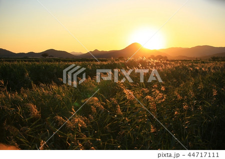 秋 葦原 順天湾湿地 44717111