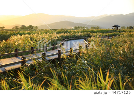 秋 葦原 順天湾湿地 44717129