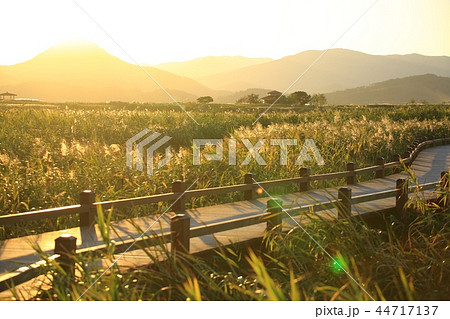 秋 葦原 順天湾湿地 44717137