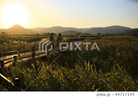 秋 葦原 順天湾湿地 44717145