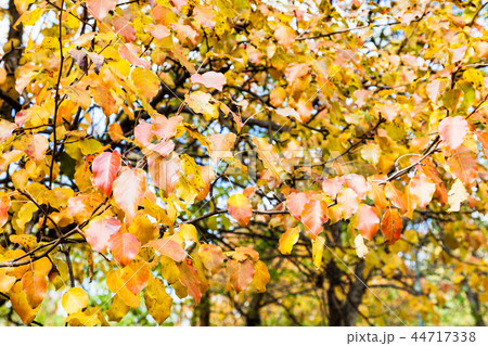 branch of apple tree with orange leaves in autumn 44717338
