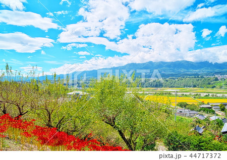 彼岸花 嶺岳寺 彼岸花 嶺岳寺 44717372