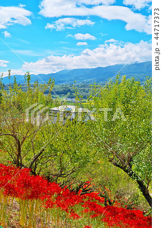 彼岸花 嶺岳寺 彼岸花 嶺岳寺 44717373