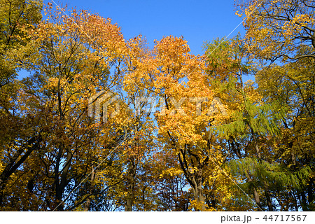 Trees at autumn. 44717567