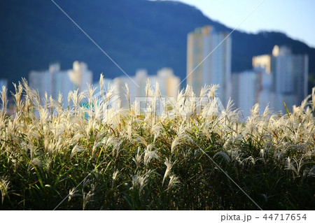 美しさ 風景 秋 44717654