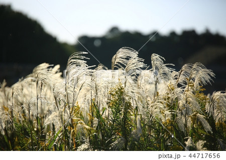 美しさ 風景 秋 44717656