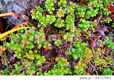 北八ヶ岳　坪庭 44717961