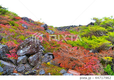 北八ヶ岳 坪庭 北八ヶ岳 坪庭 44717962