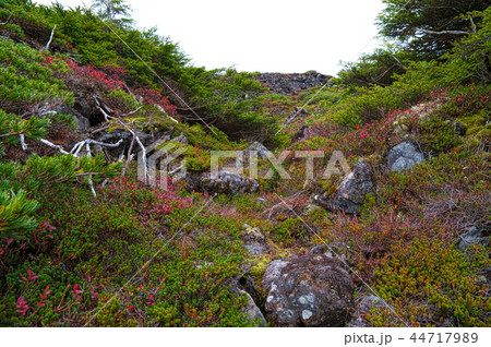 北八ヶ岳　坪庭 44717989