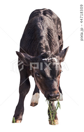 cow farm animal cow farm animal 44718309