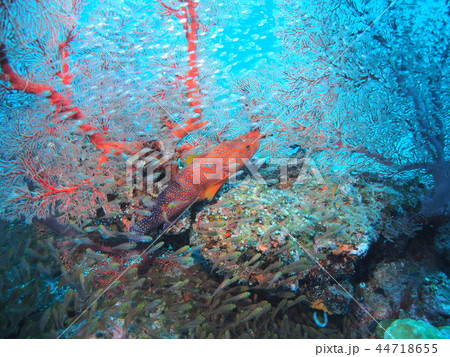 ケラマ水族館 ケラマ水族館 44718655