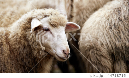 Sad muzzle sheep livestock. Group wool agriculture Sad muzzle sheep livestock. Group wool agriculture 44718716