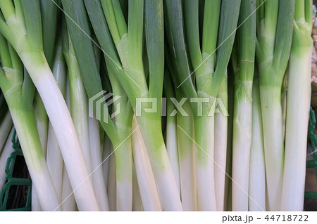ねぎ ねぎ 44718722