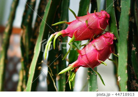 ドラゴンフルーツ 44718913