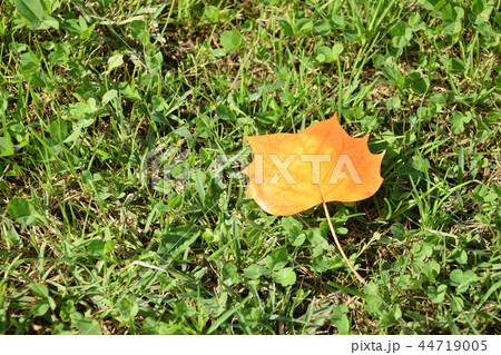 紅葉したユリノキの葉 紅葉したユリノキの葉 44719005