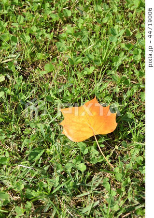 紅葉したユリノキの葉 44719006