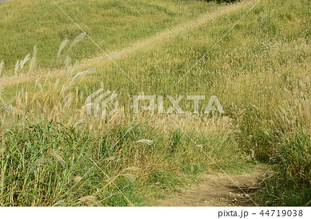 ススキ野 44719038