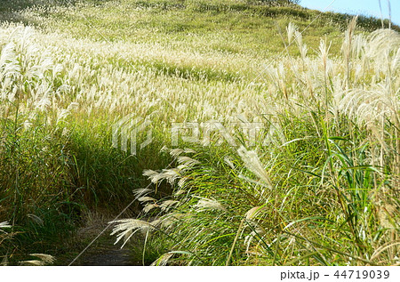 ススキ野 44719039