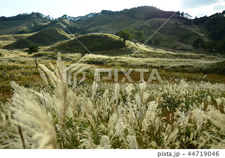 ススキ野 ススキ野 44719046