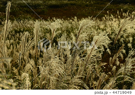 ススキ野 44719049