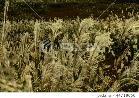 ススキ野 44719050