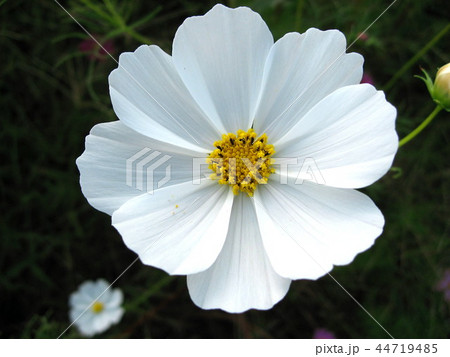 コスモス 44719485