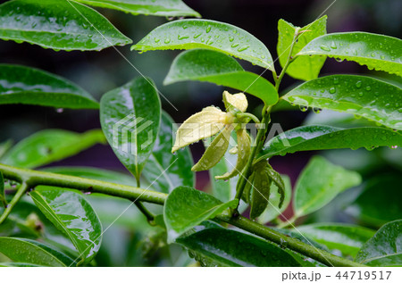 Ilang-ilang flower on tree with rain drops 44719517