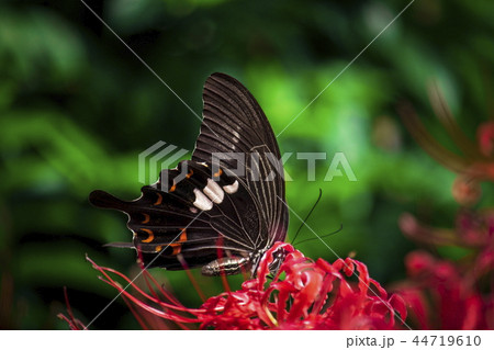 彼岸花とアゲハ蝶 44719610